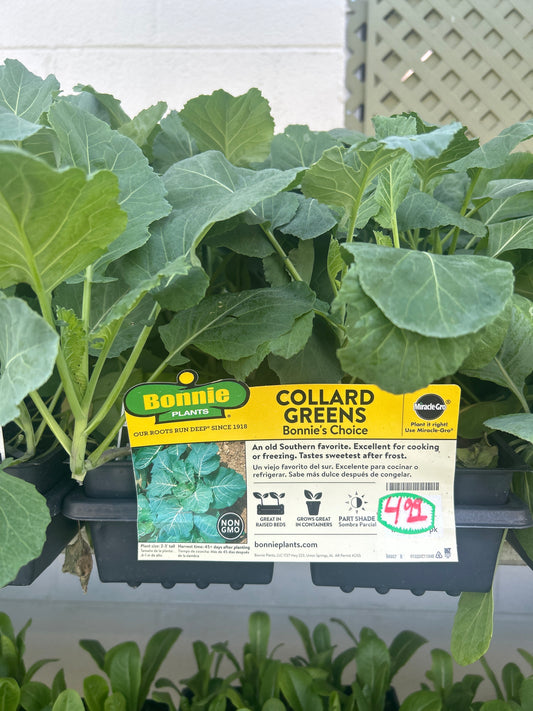Collard Greens 6 Pack