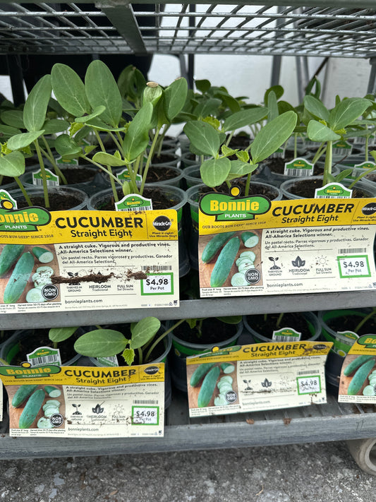 Bonnie Straight Eight Cucumber