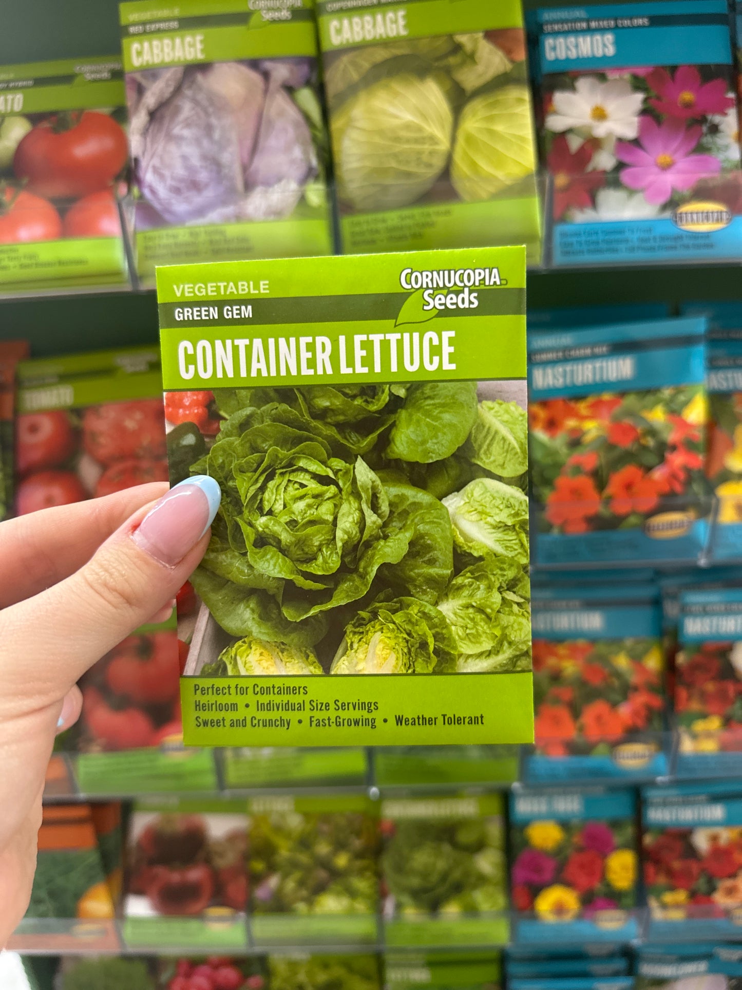 Green Gem Container Lettuce