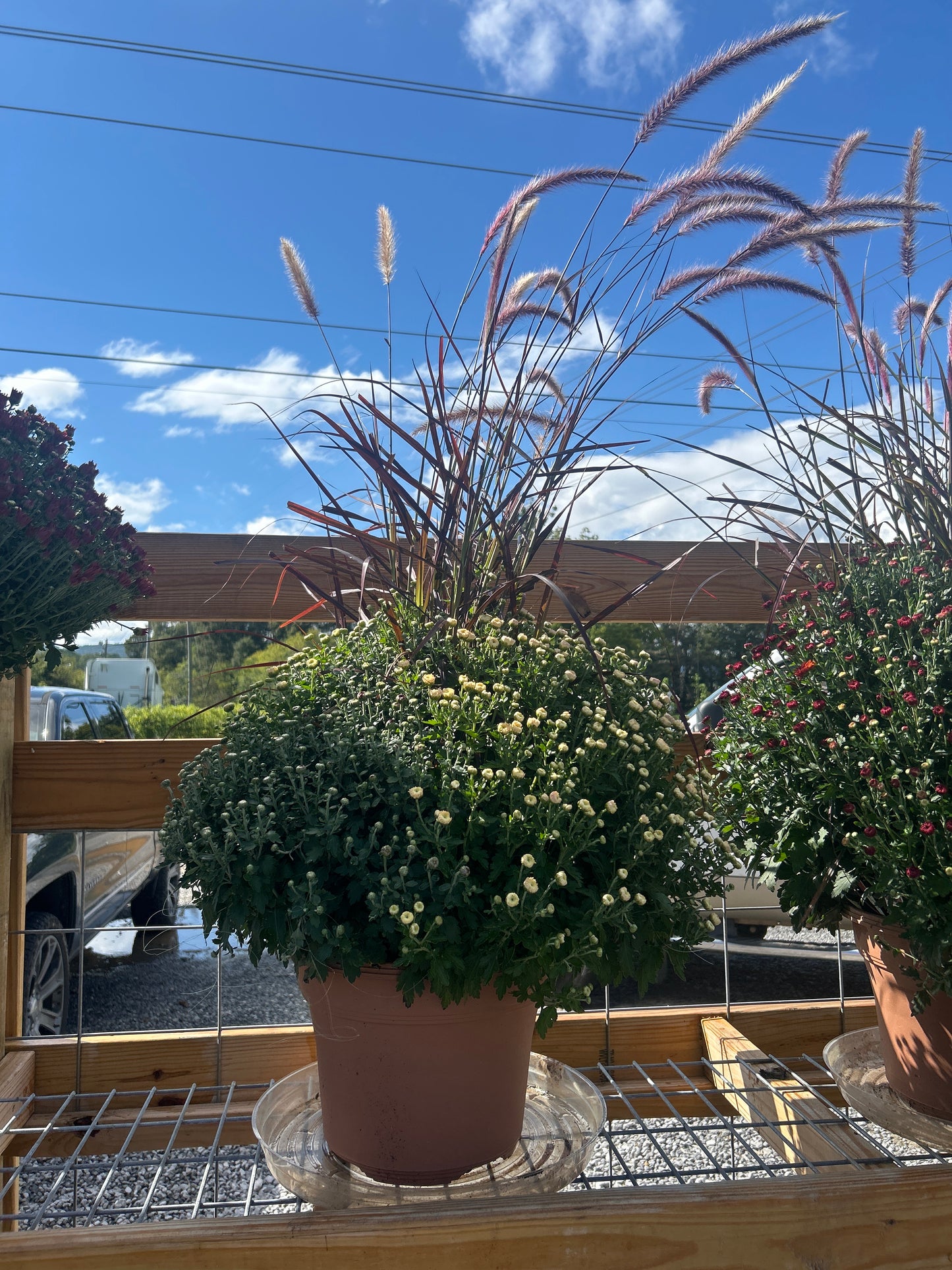 XL Multicolor Mum with Pampas Grass