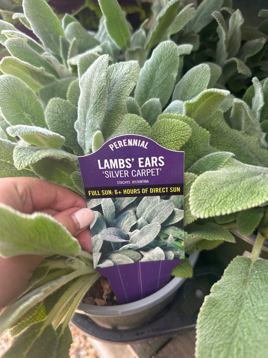 Lambs Ear