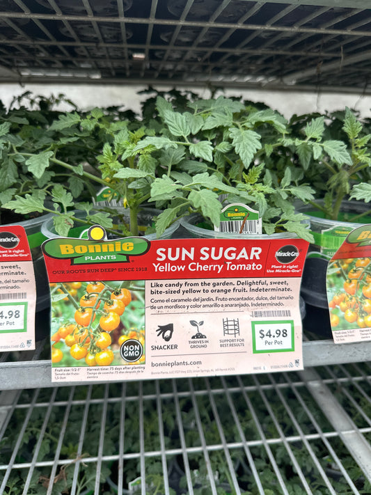 Bonnie Sun Sugar Yellow Cherry Tomato