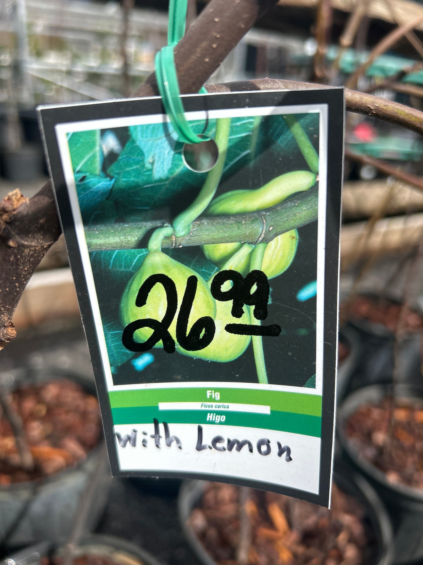Lemon Fig Tree