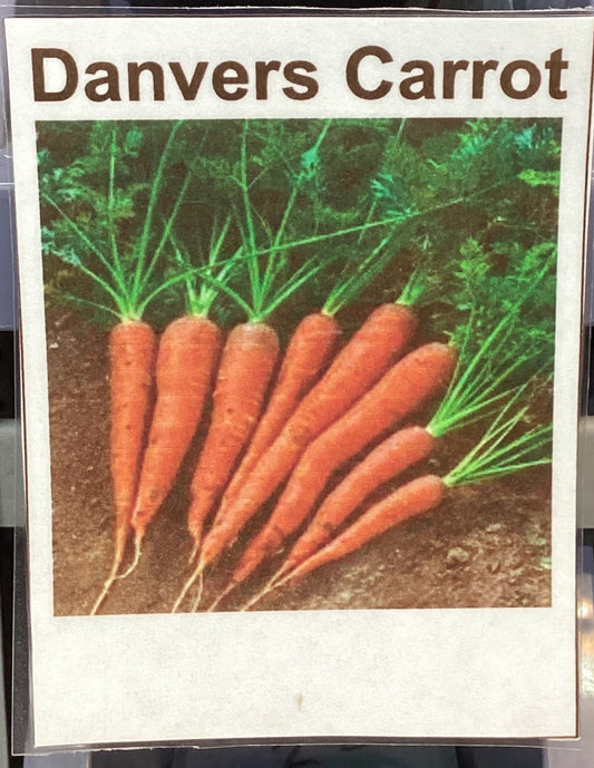 Danvers Carrot Seeds