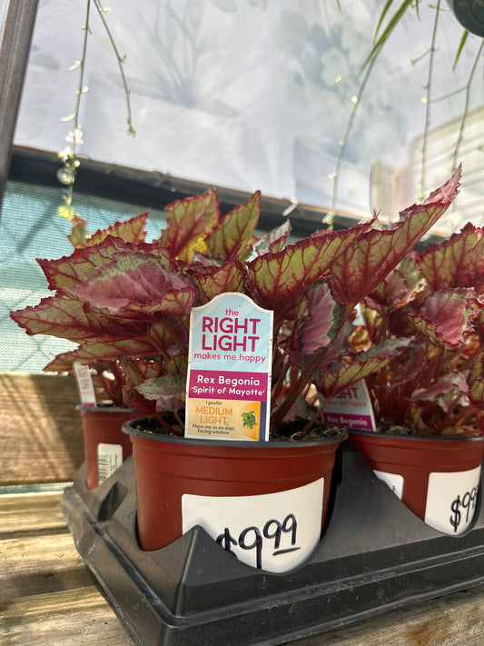 Rex Begonia