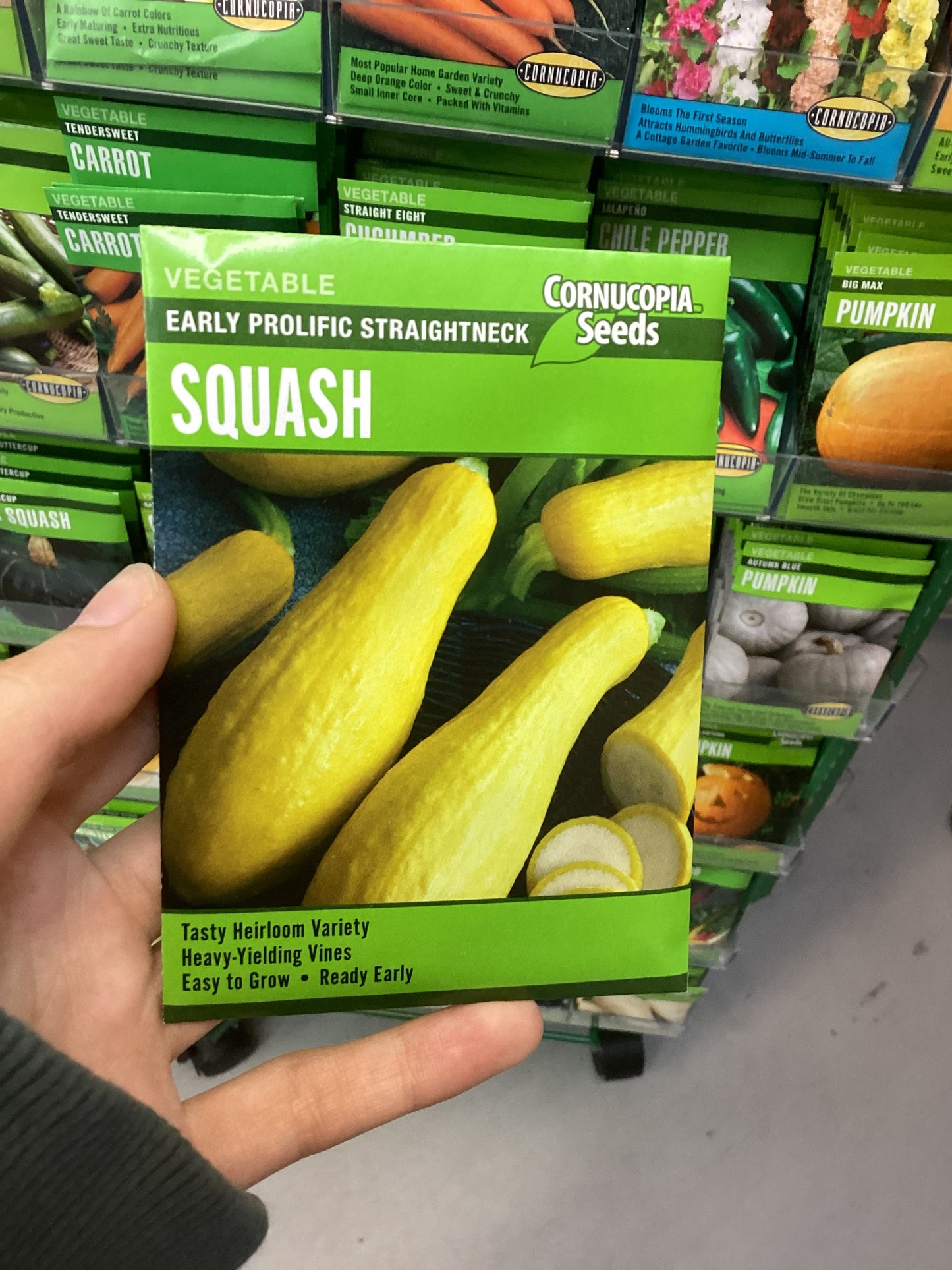 Early Straight Neck Squash