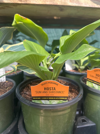 Hosta