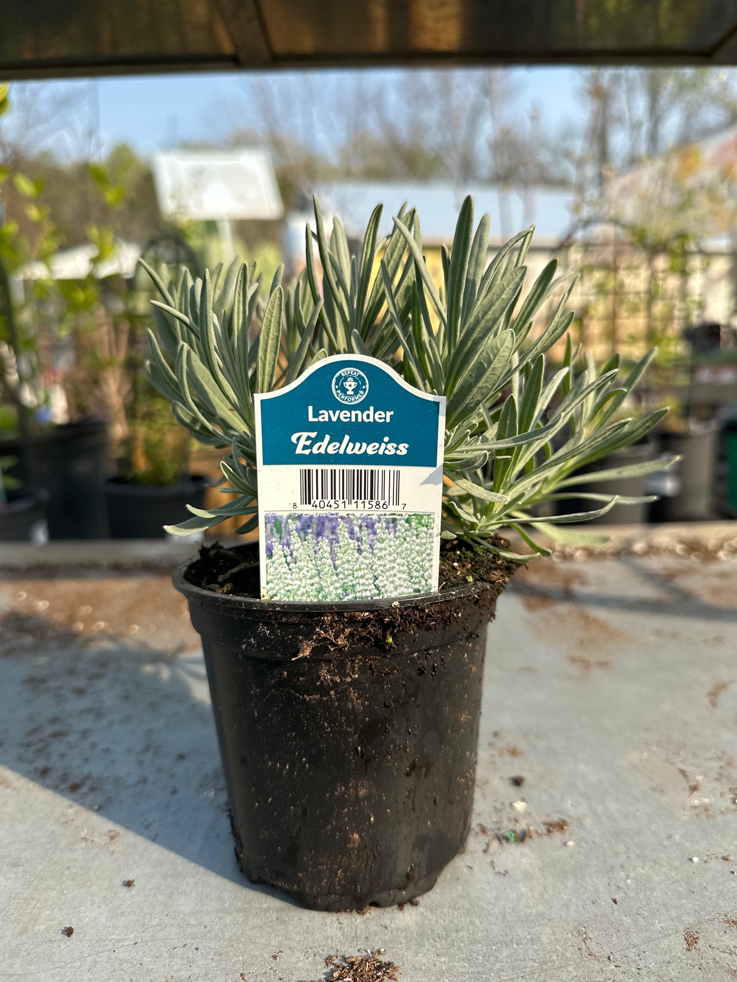 Lavender Edelweiss
