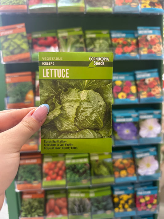 Iceberg Lettuce