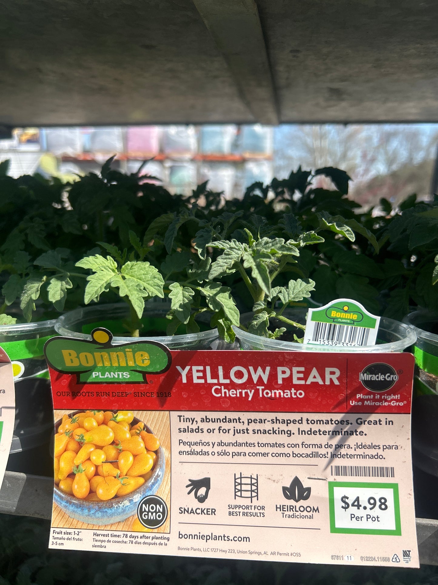 Yellow Pear Cherry Tomato Bonnie Cup