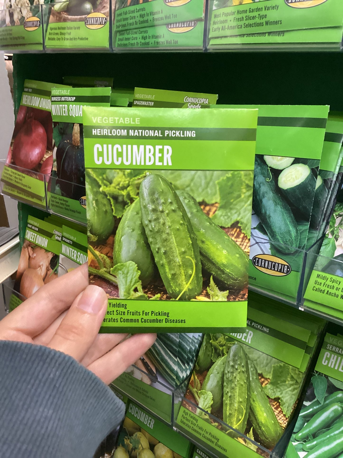 Pepino para encurtir nacional reliquia