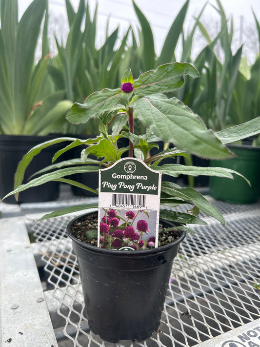Gomphrena Ping Pong Purple