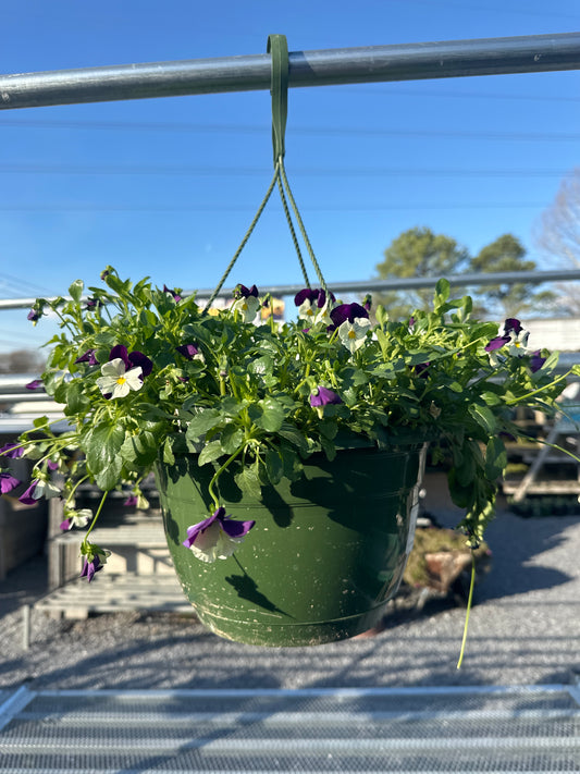 Pansy Cool Wave Violet Wing Hanging Basket