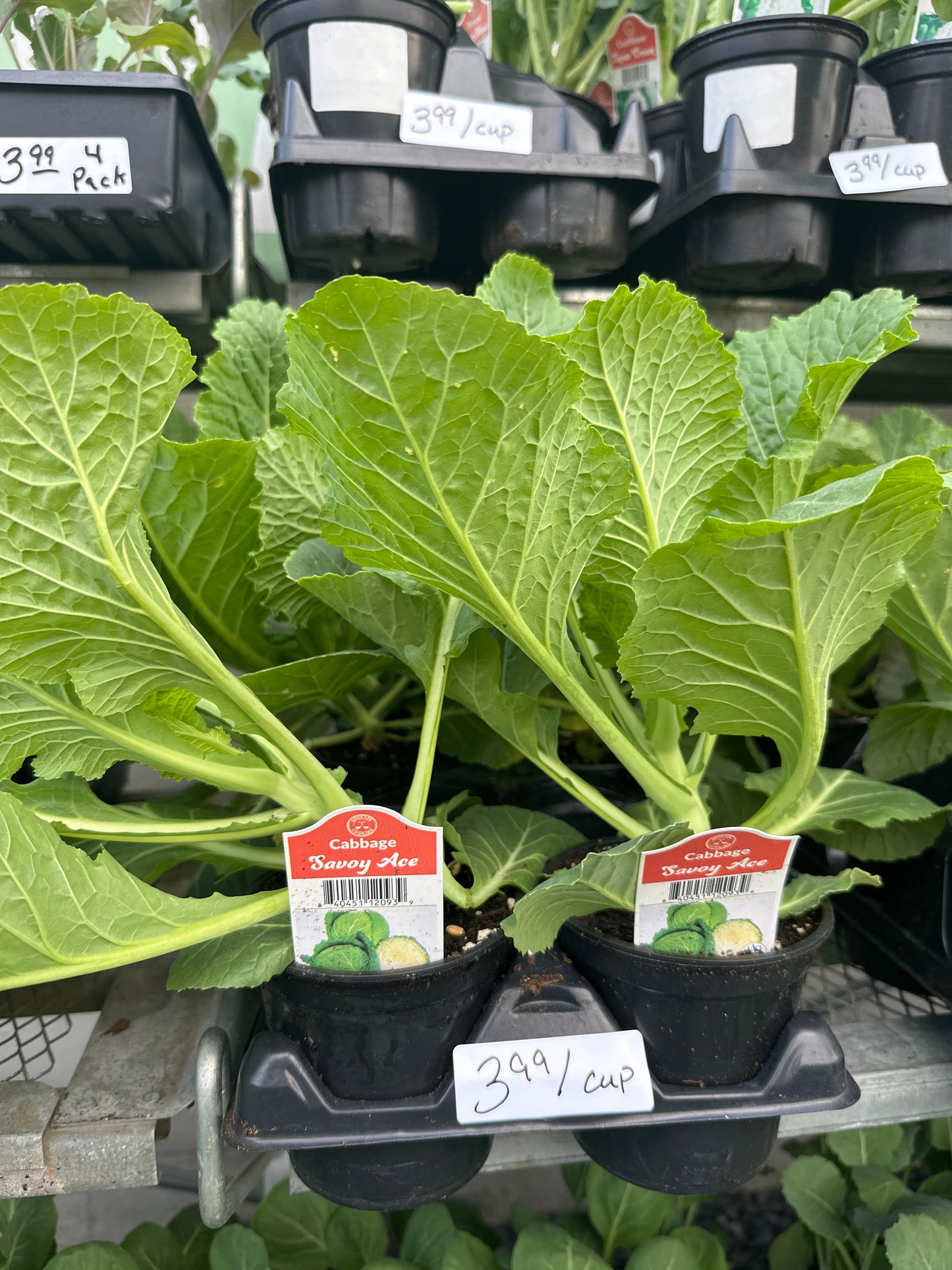 Savoy Ace Cabbage Cup