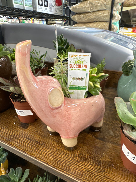 Stone Elephant Succulent 5”