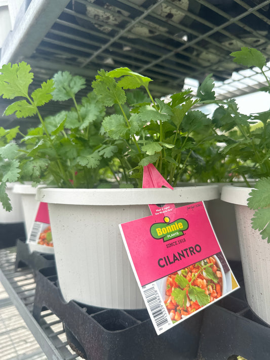 Bonnie Cilantro