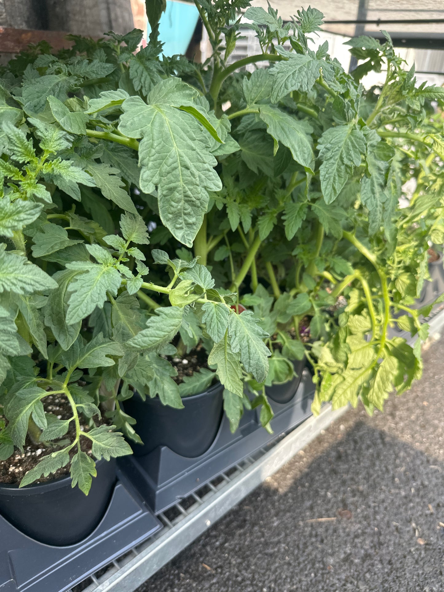 Tomato Big Boy Gal