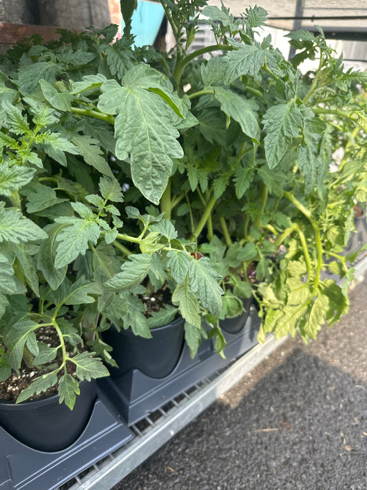 Tomato Big Boy Gal