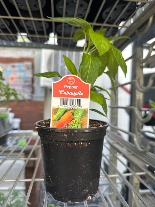 Cubanelle Pepper Cup