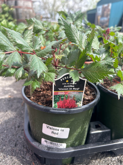 1Gal Perennial Select