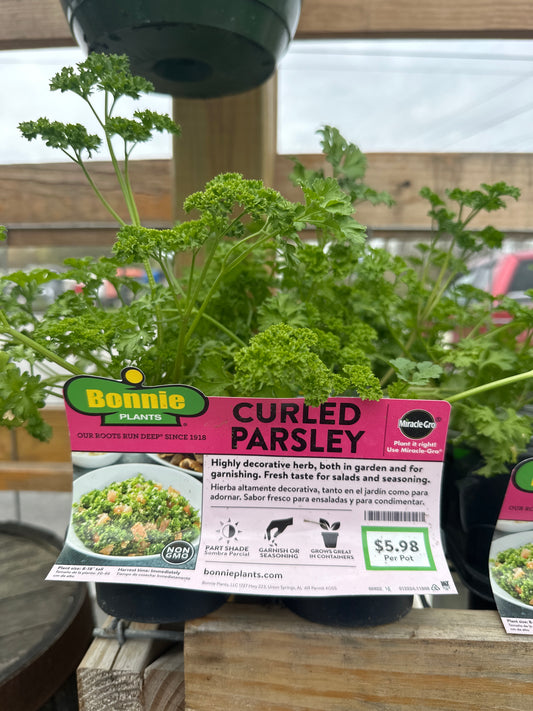 Bonnie Curled Parsley