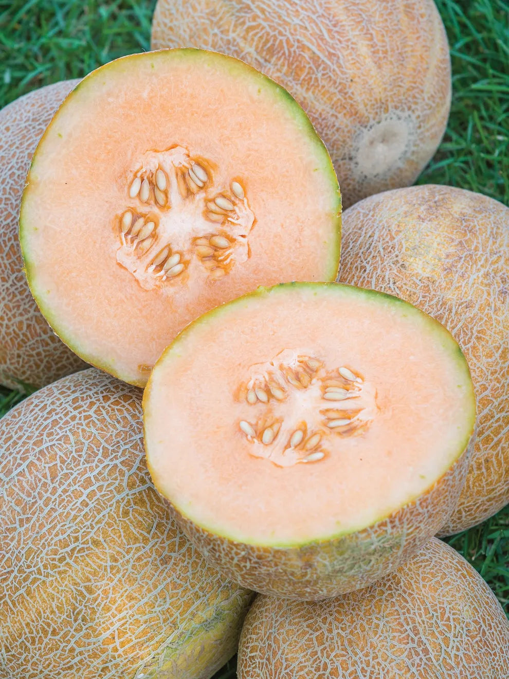 Ambrosia Cantaloupe Seeds