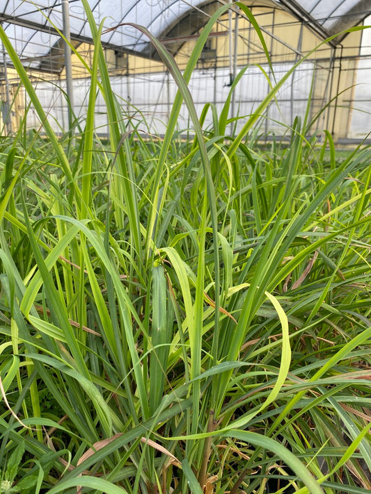Cymbopogon Lemongrass