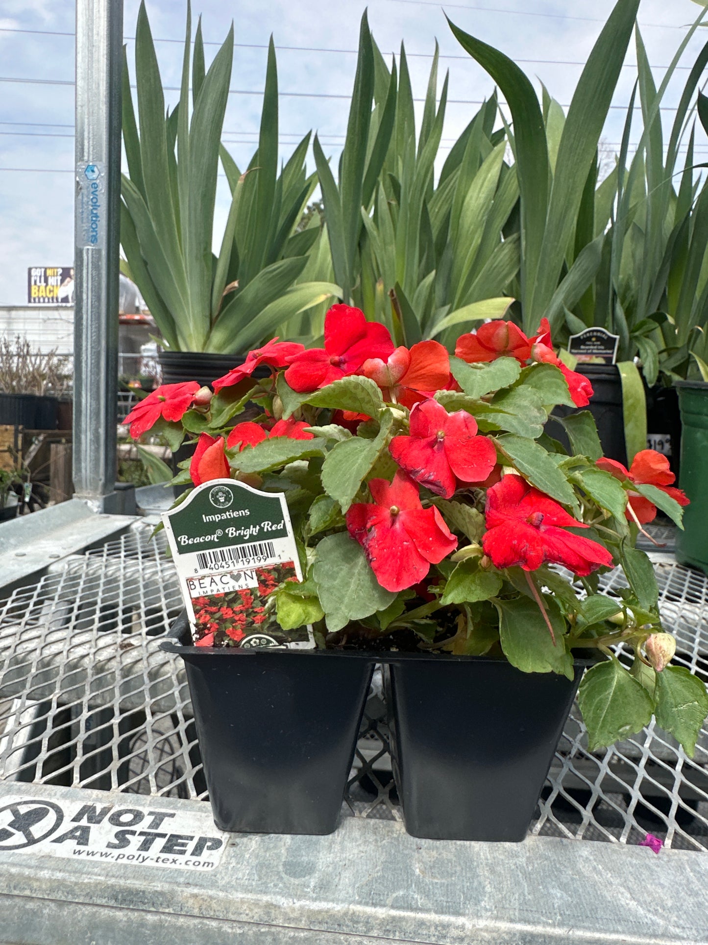 Impatiens Beacon Bright Red 4pack