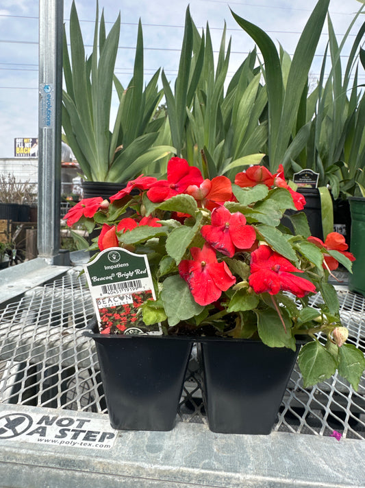 Impatiens Beacon Bright Red 4pack