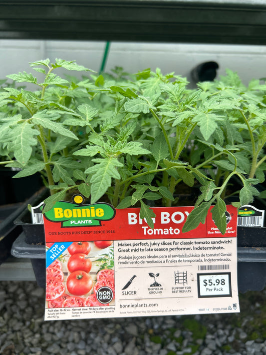 Big Boy Tomato Bonnie 6 pack
