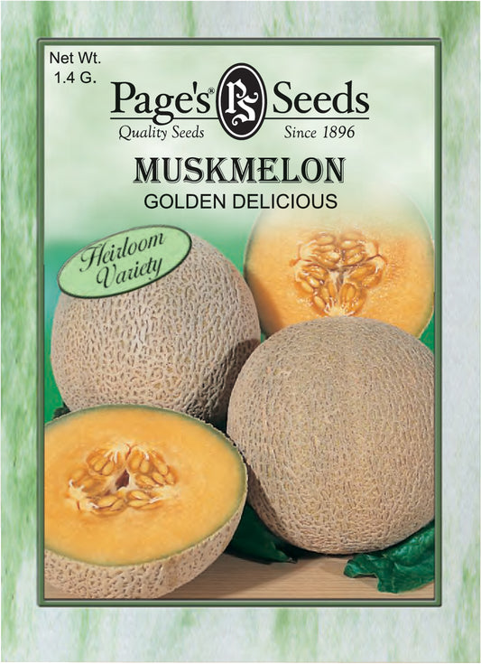 Muskmelon golden delicious