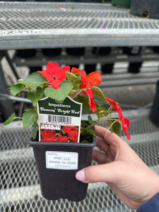 Impatiens Beacon Bright Red