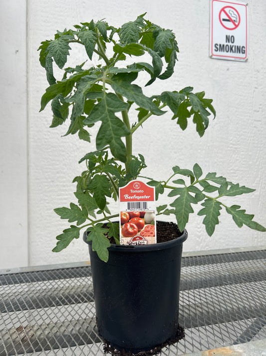 Beefmaster Gal Tomato