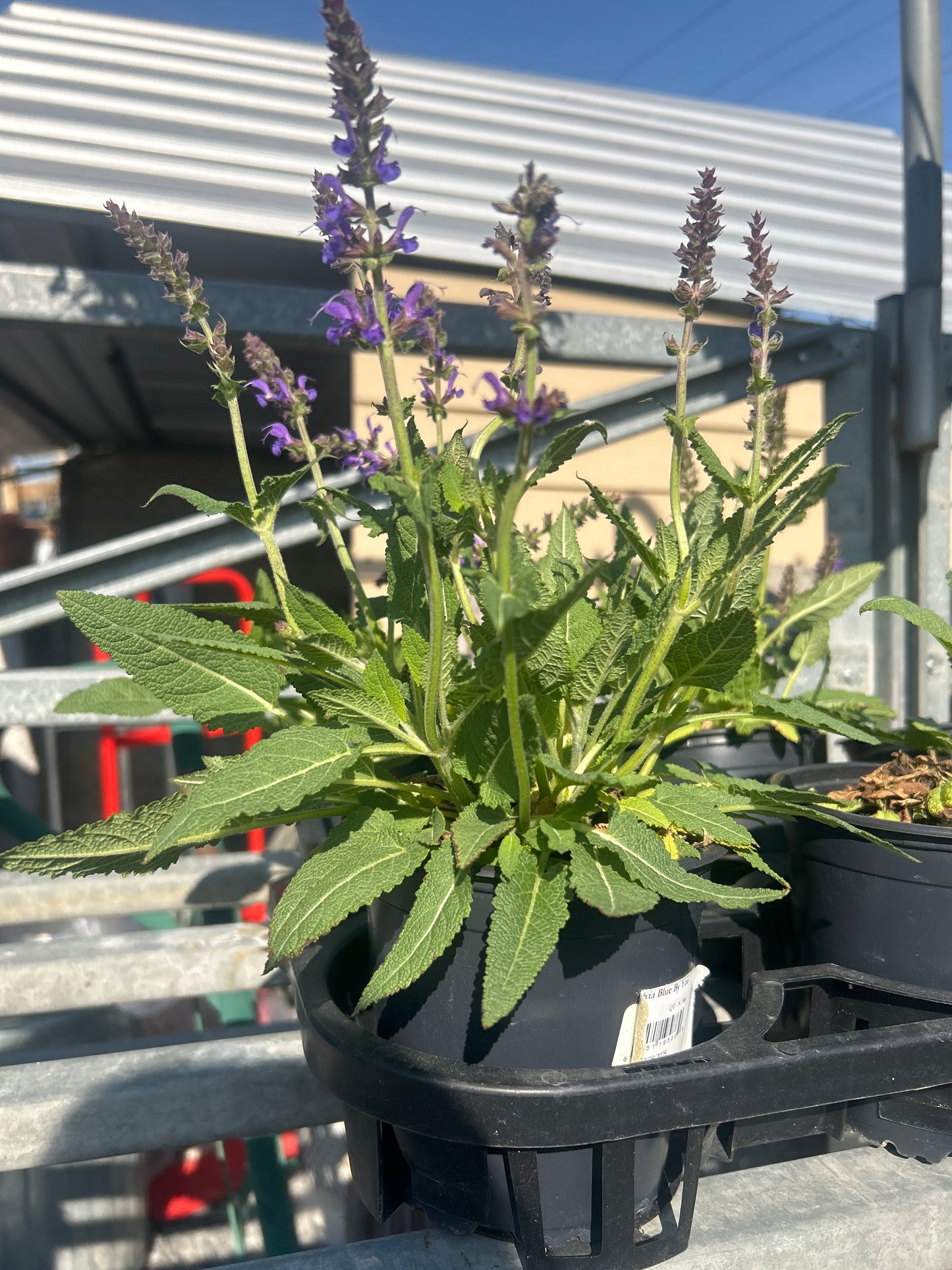 Salvia Blue Por Ti