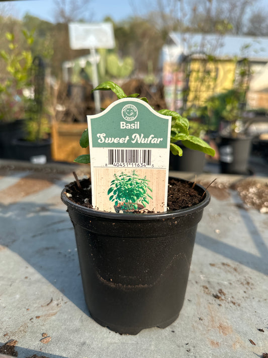 Basil Sweet Nufar