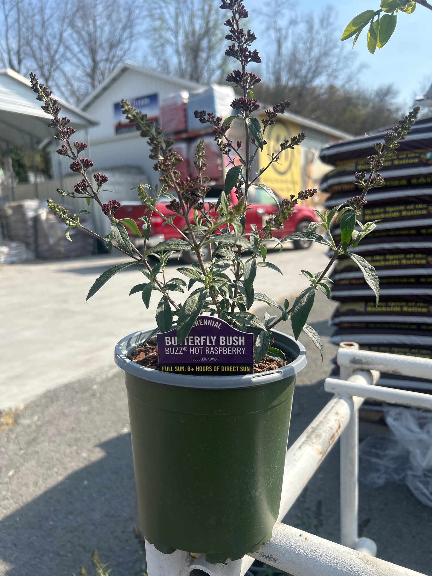 Gal Perennials