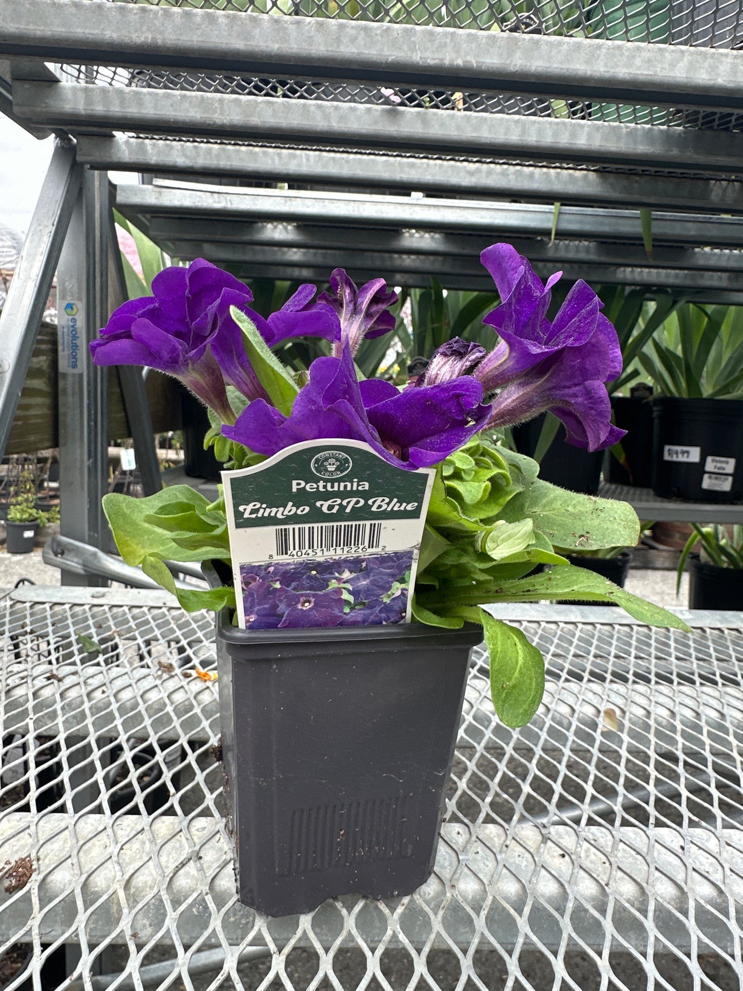 Petunia Limbo Blue