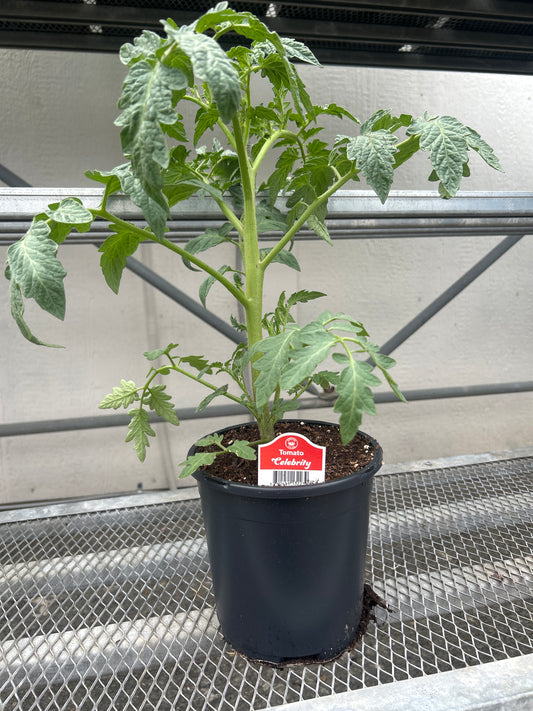 Celebrity Gal Tomato