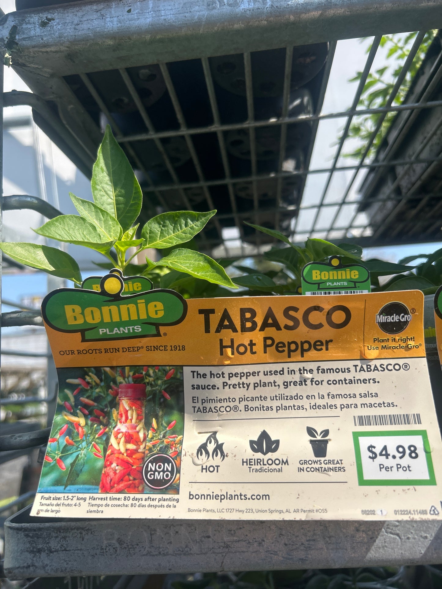 Tabasco Hot Pepper Bonnie Cup