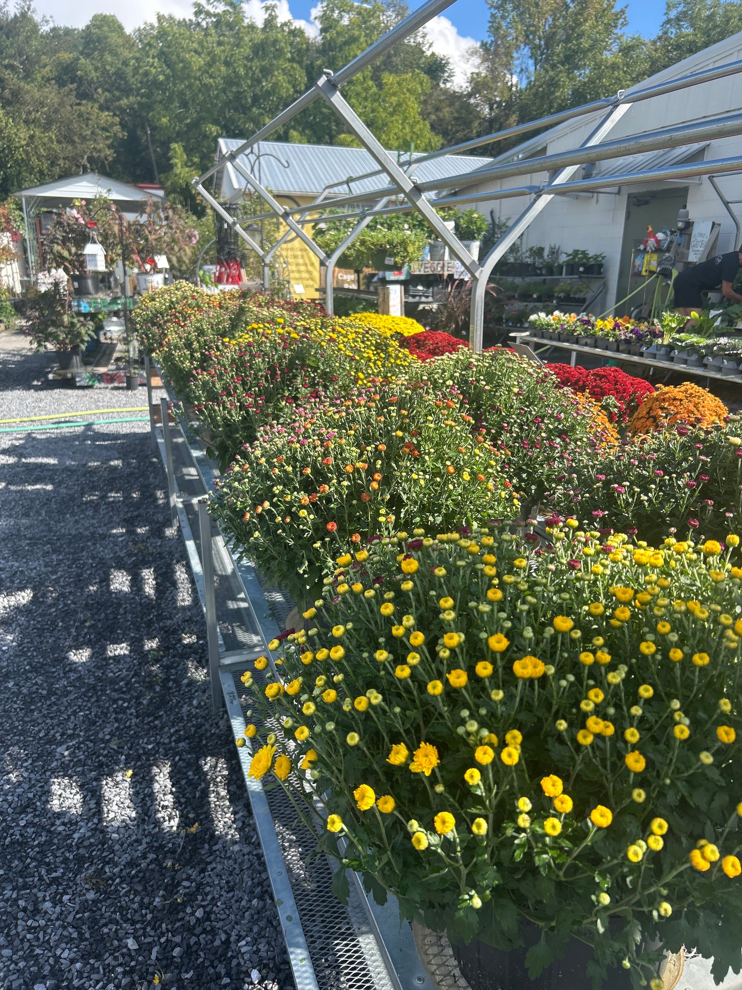 Large Multicolor Mum