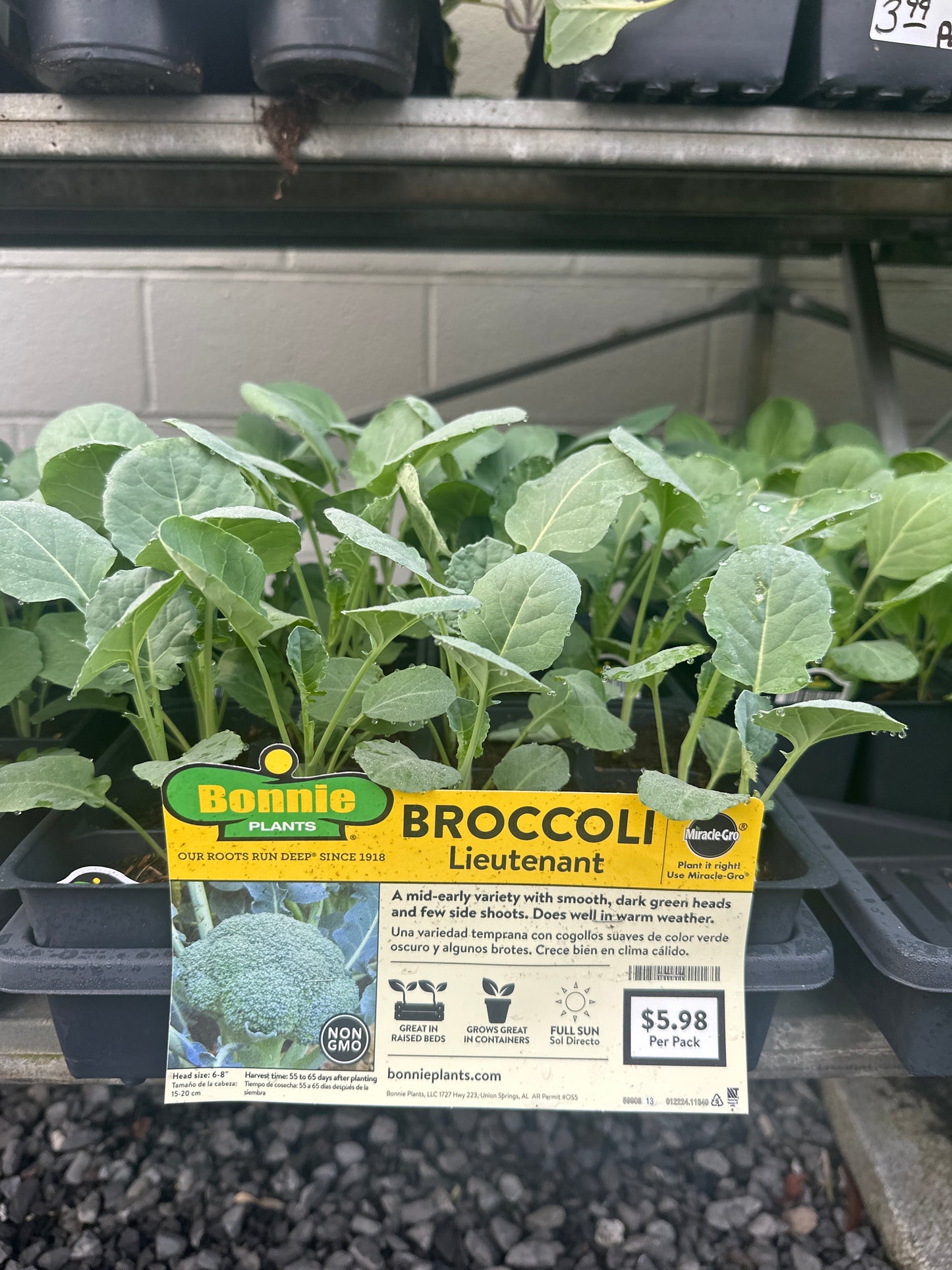 Bonnie Lieutenant Broccoli 6 Pack