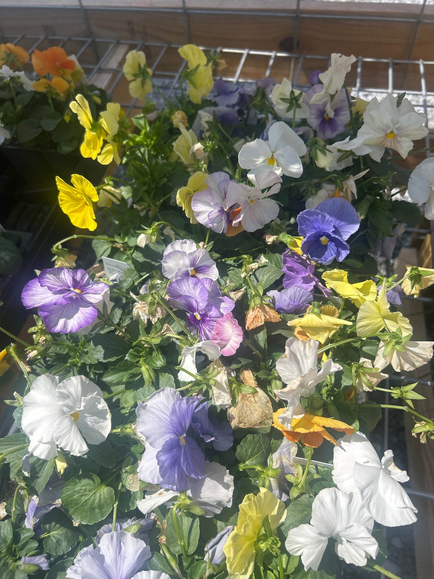 Pansy 4 Pack