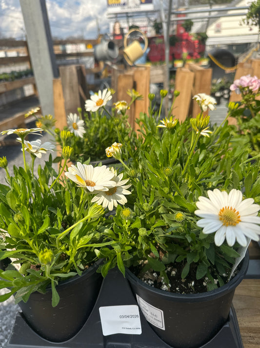 Osteospermum Voltage White 6.5 pot