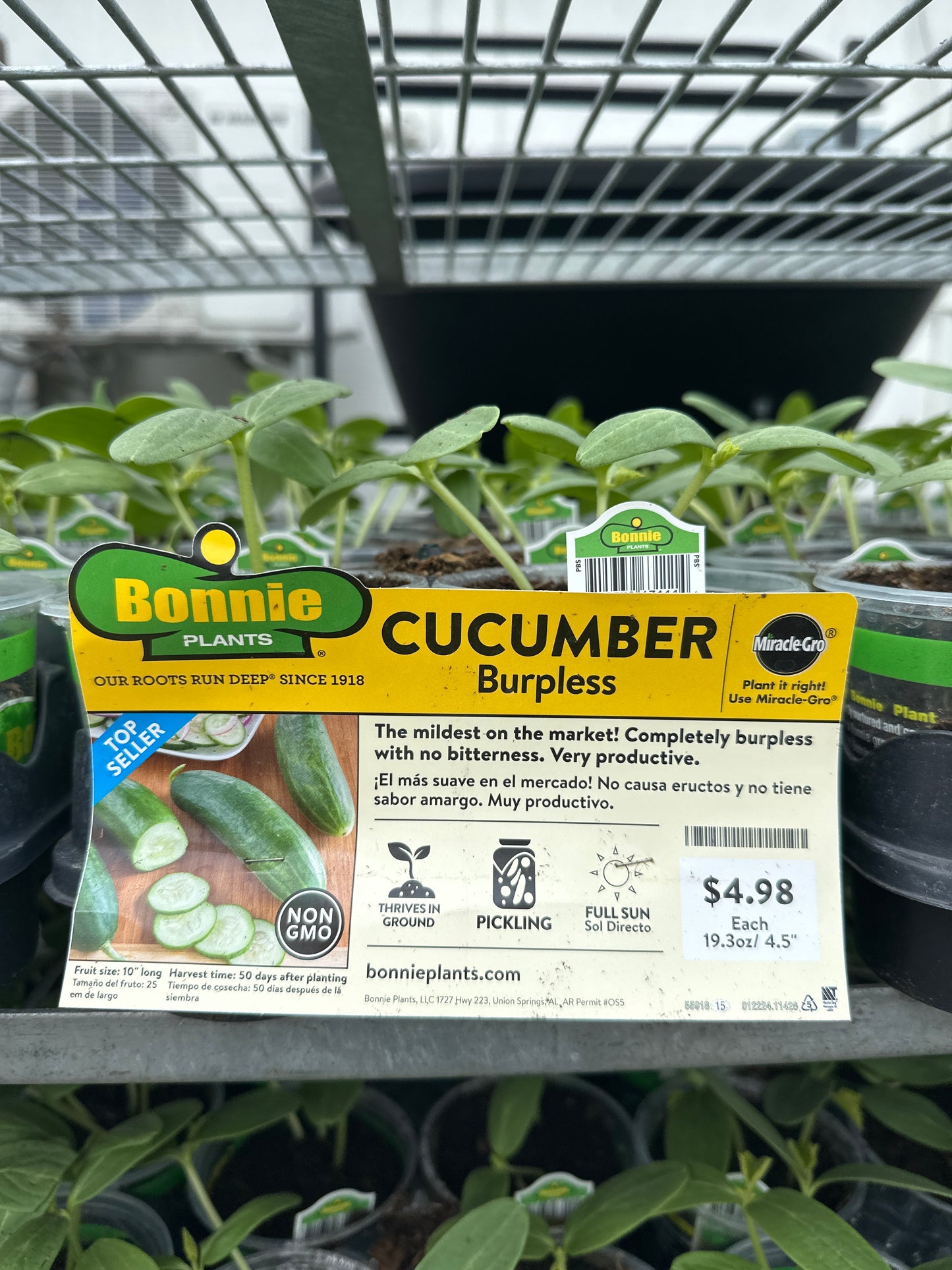 Bonnie Burpless Cucumber
