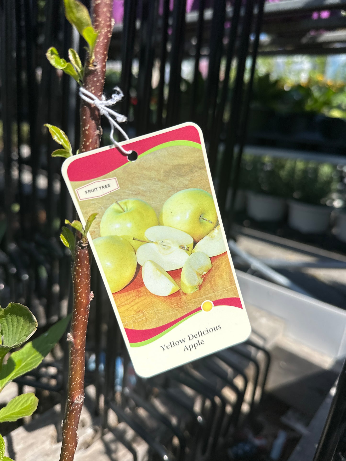 Yellow Delicious Apple 1gal