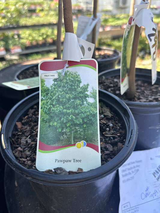 Pawpaw Tree 1gal