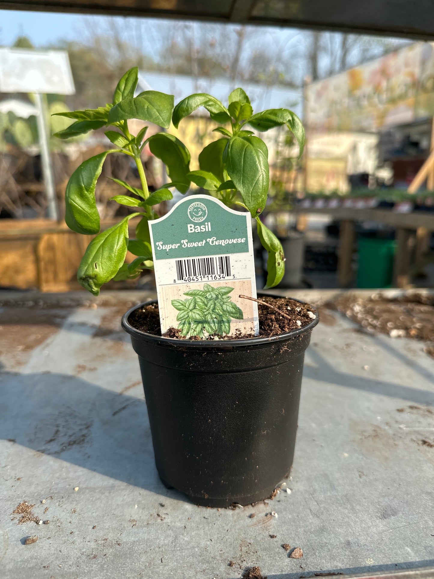 Basil Super Sweet Genovese