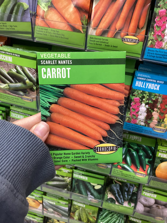 Scarlett Nantes Carrot