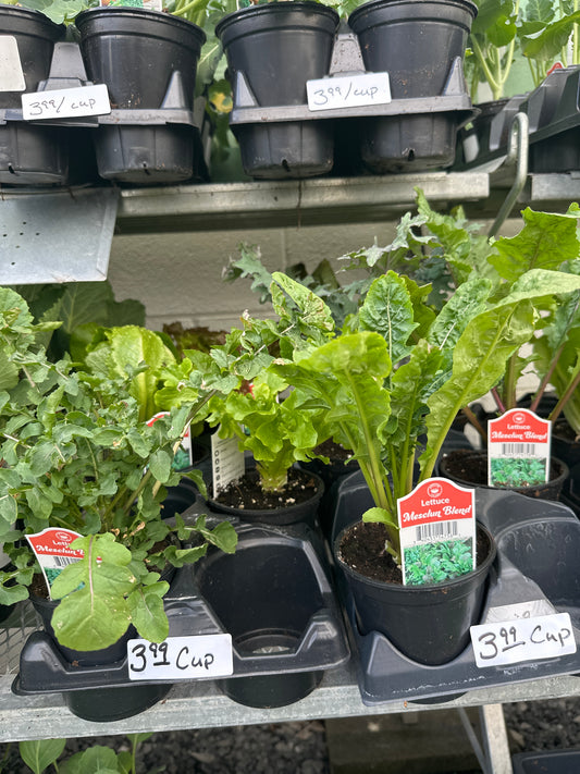 Lettuce Mesclun Blend Cup