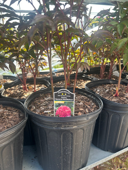 Peony 2G
